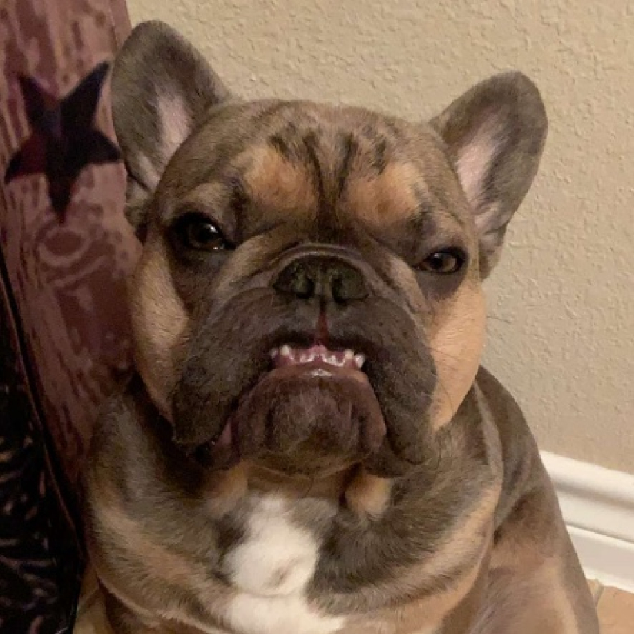 User profile picture