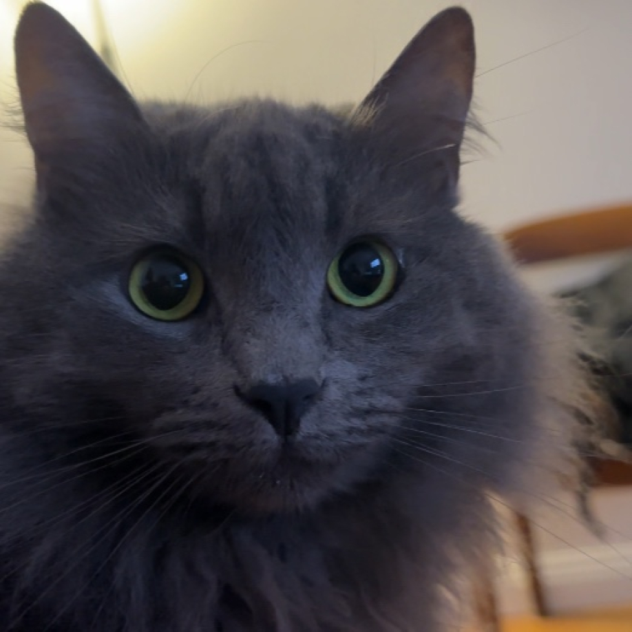 User profile picture