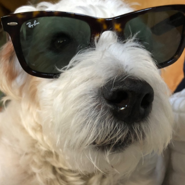 User profile picture
