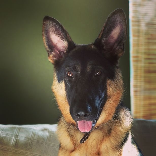 User profile picture