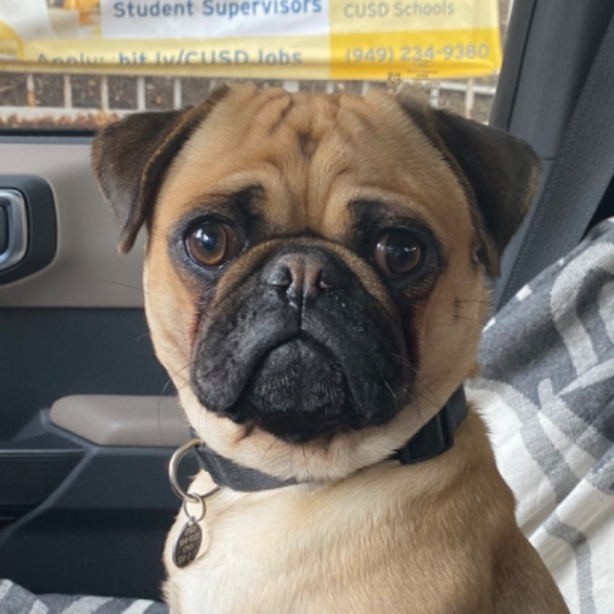 User profile picture