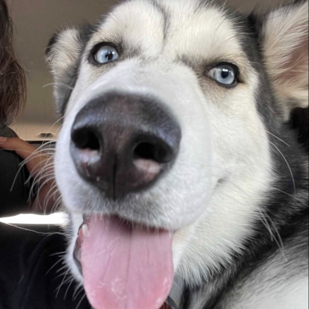 User profile picture